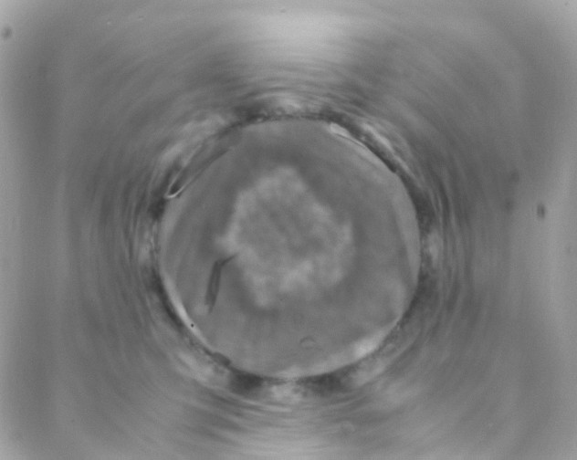 X0000088230423200706051352