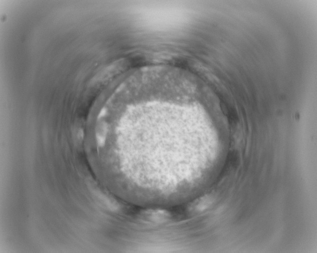 X0000088230427200706051352