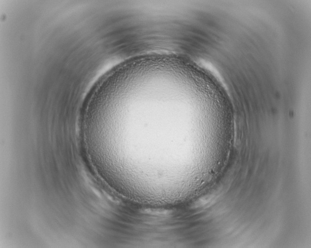 X0000088230435200706051352