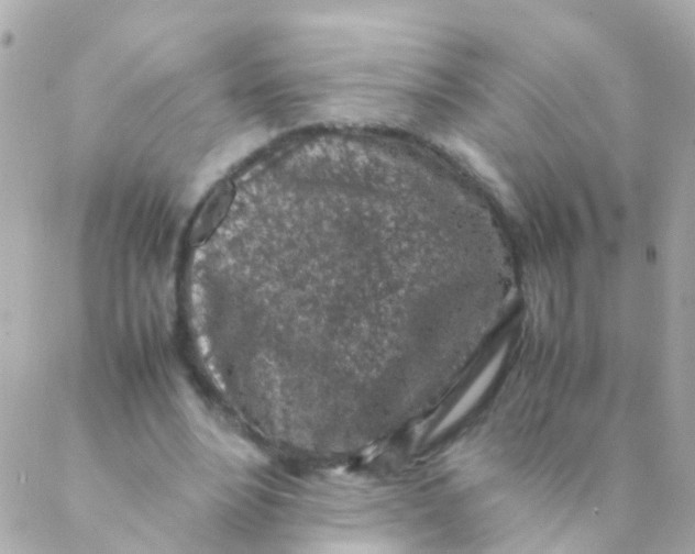 X0000088230488200706051351