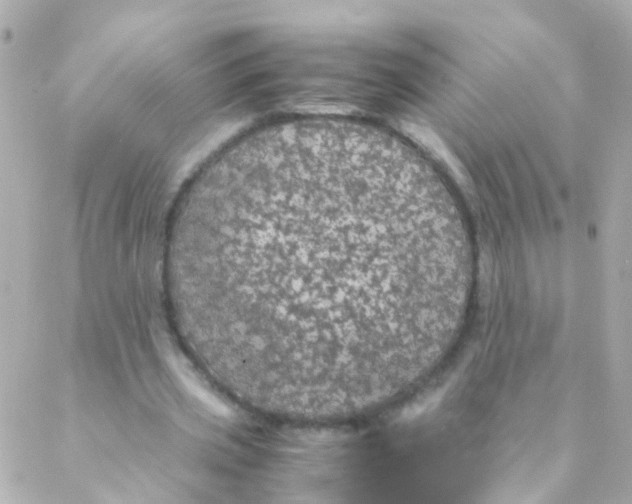 X0000088230533200706051350