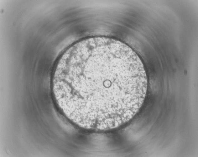 X0000088230534200706051350