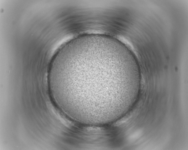 X0000088230535200706051350