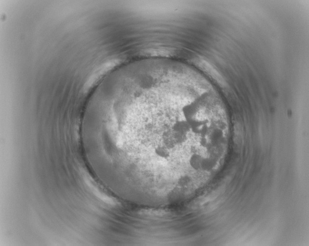 X0000088230537200706051350