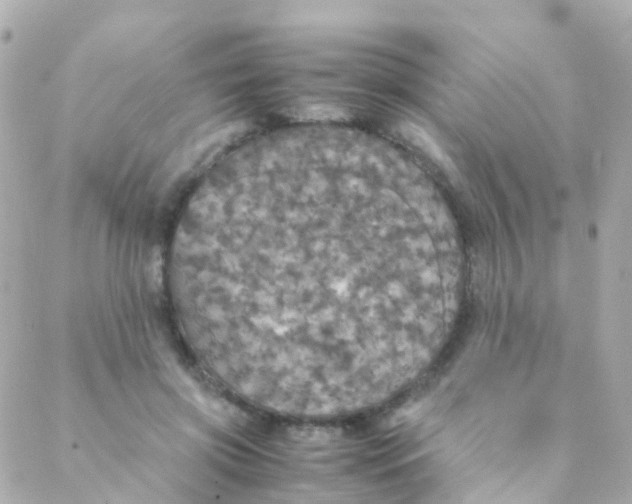 X0000088230549200706051350