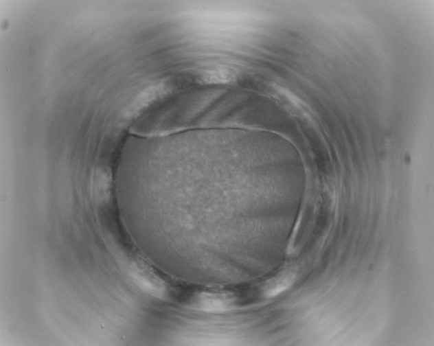 X0000088230556200706051350