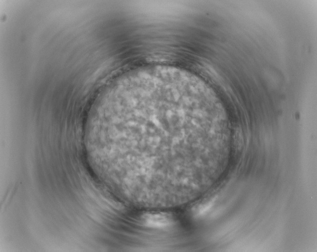 X0000088230557200706051350