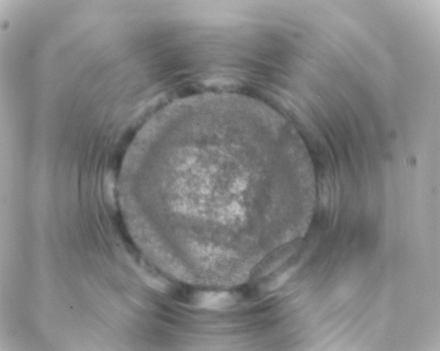 X0000088230575200706051351