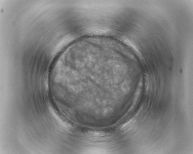 X0000088230582200706051350