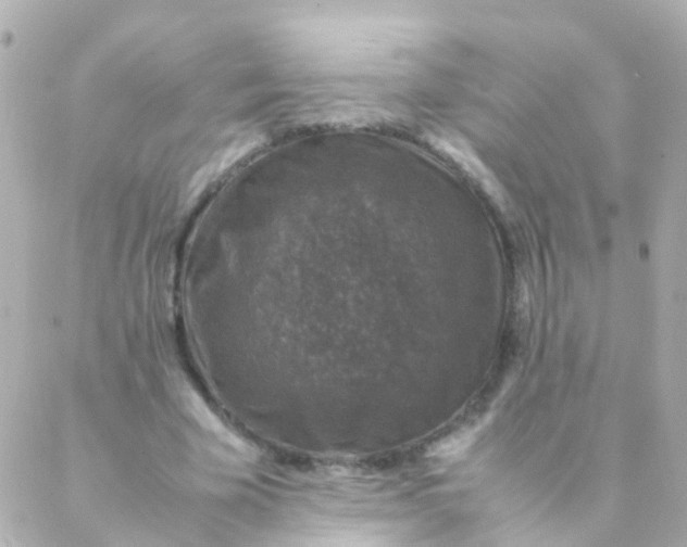 X0000088230585200706051350