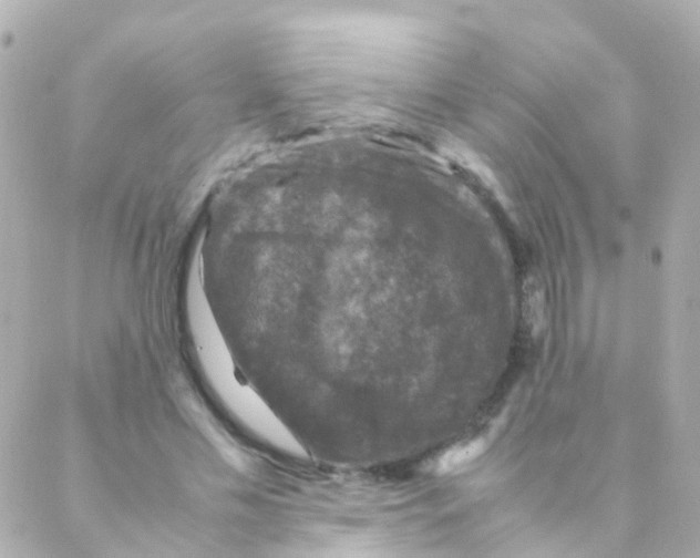 X0000088230589200706051350