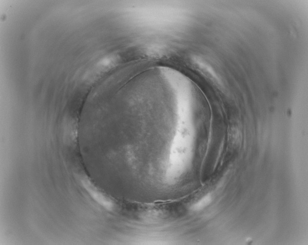 X0000088230593200706051350