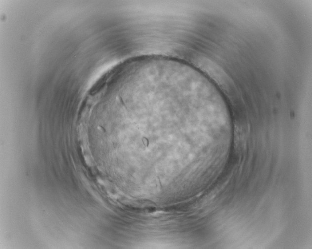 X0000088230628200706051348