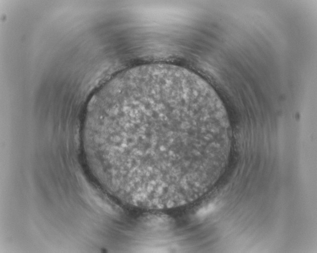 X0000088230642200706051348