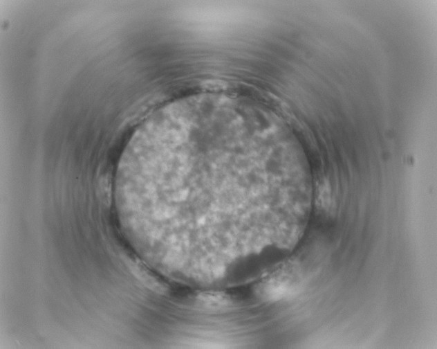 X0000088230666200706051349