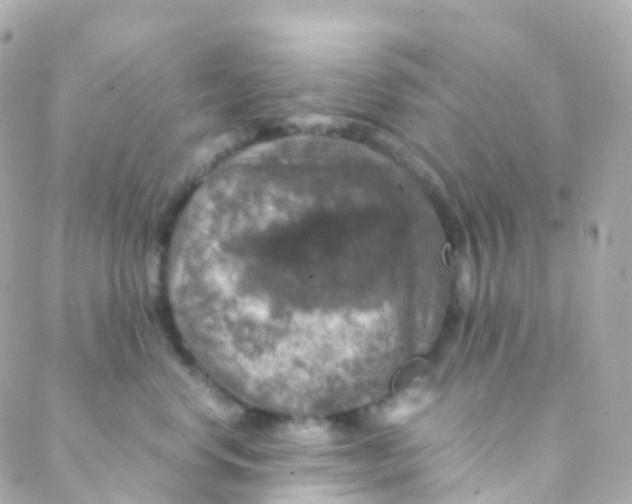 X0000088230668200706051349