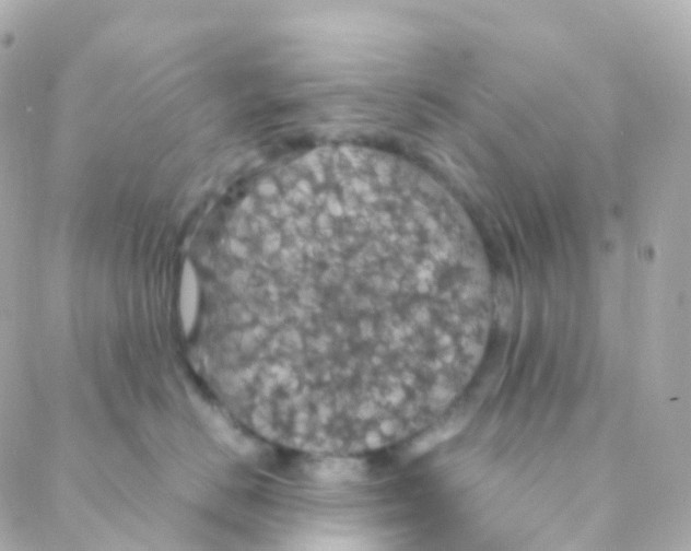 X0000088230670200706051349