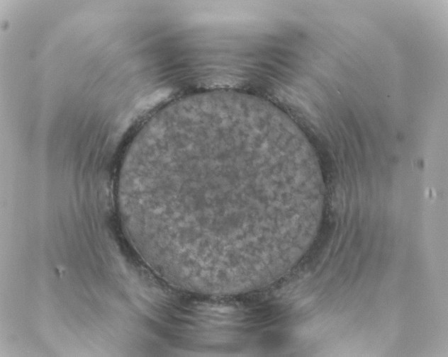 X0000088230743200706051347