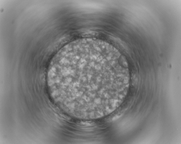 X0000088230753200706051347