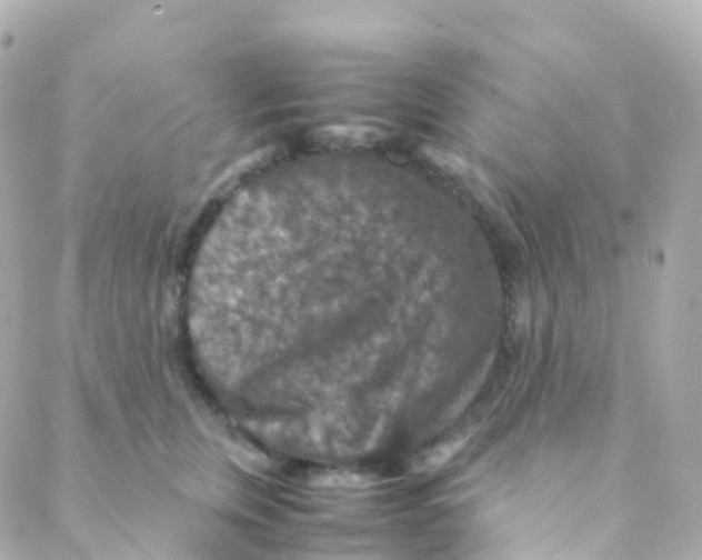 X0000088230759200706051347