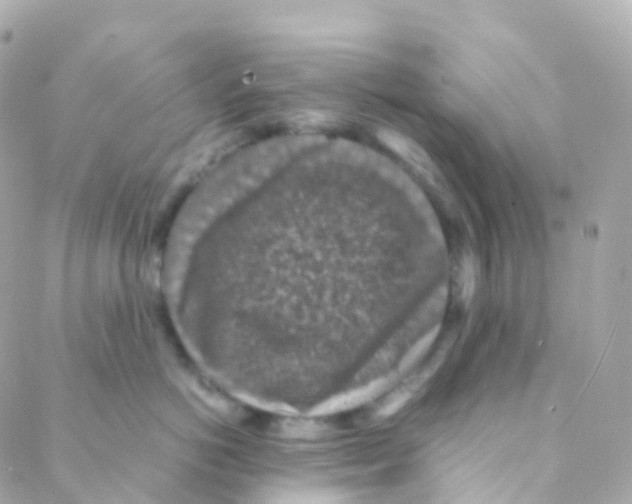 X0000088230766200706051347