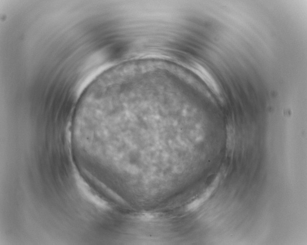 X0000088230814200706051346