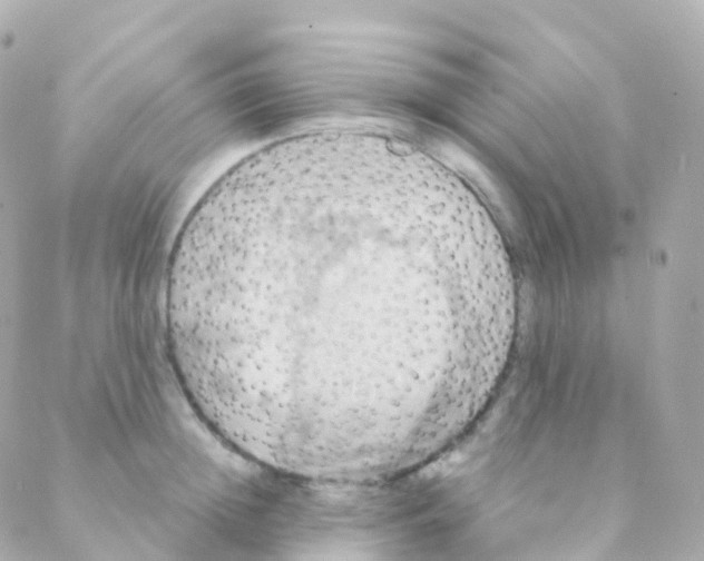 X0000088230852200706051346