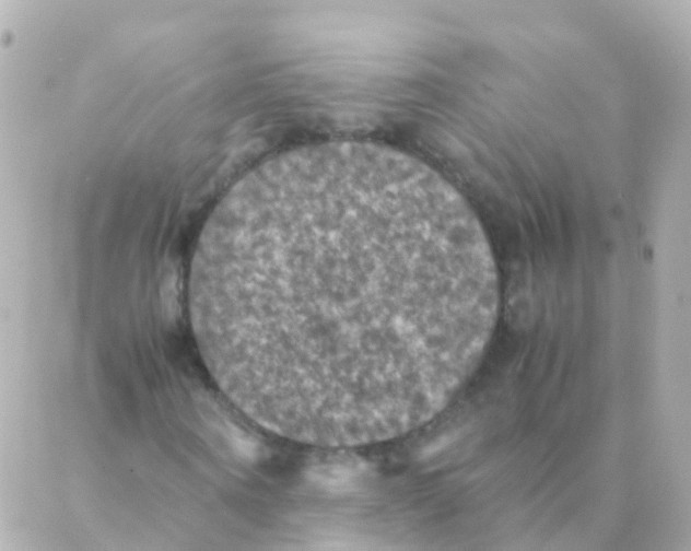 X0000088230866200706051345