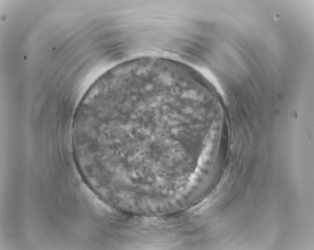 X0000088230903200706051344