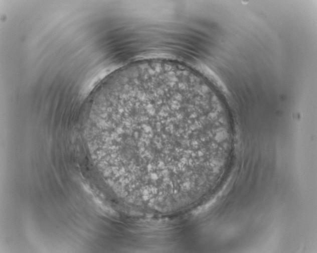 X0000088230937200706051344