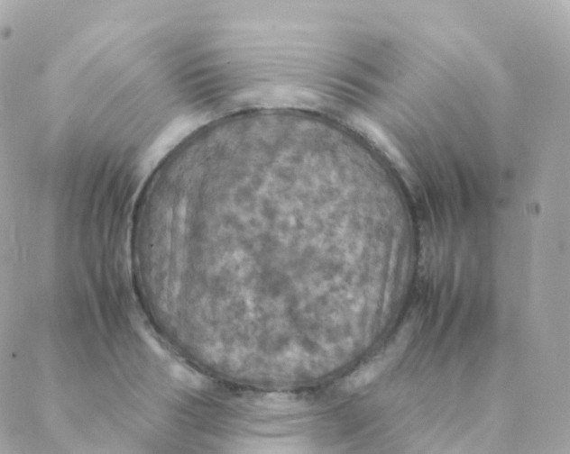 X0000088230986200706051343