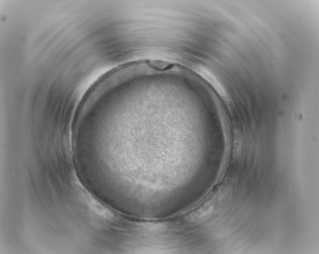 X0000088230996200706051343