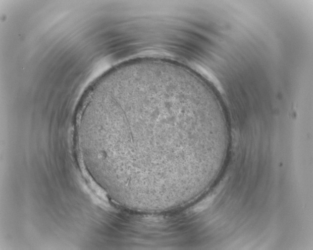 X0000088231029200706051342