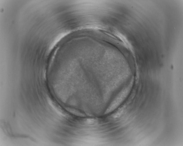 X0000088230060200706121906