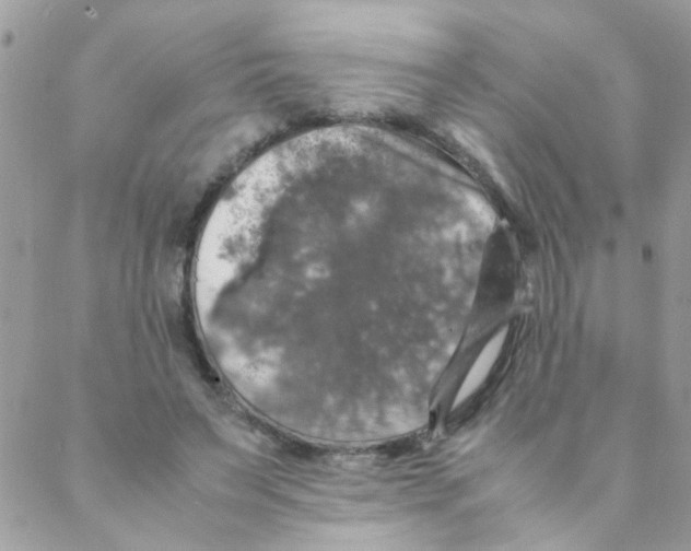 X0000088230495200706121859