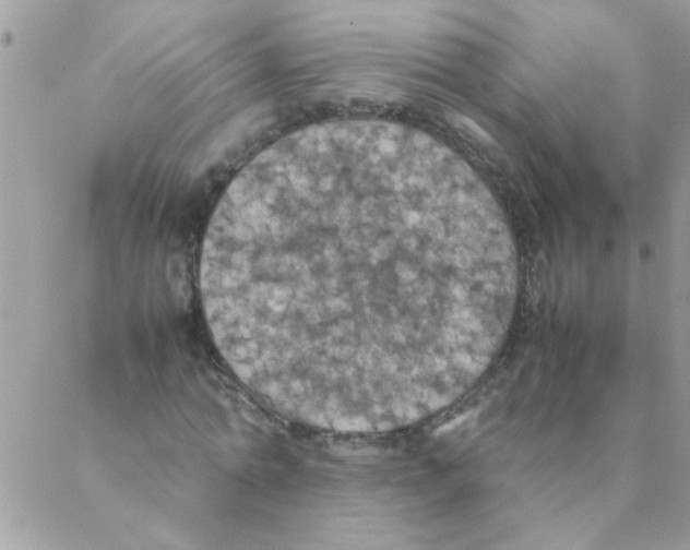 X0000088230774200706121855