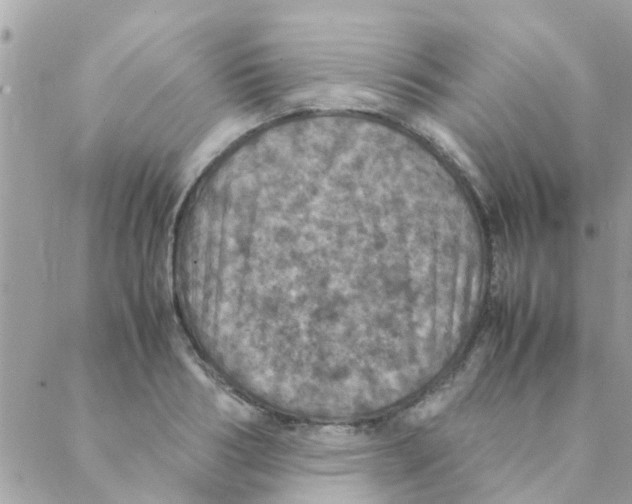 X0000088230986200706121851