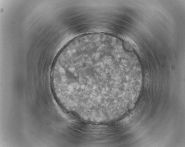 X0000088231039200706121851