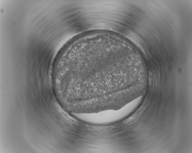 X0000088231068200706121850