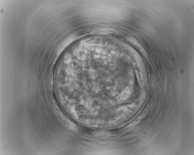 X0000088231083200706121850