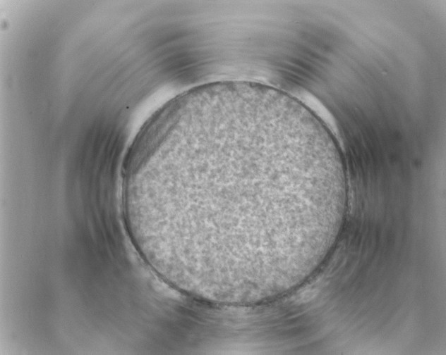 X0000088231096200706121850