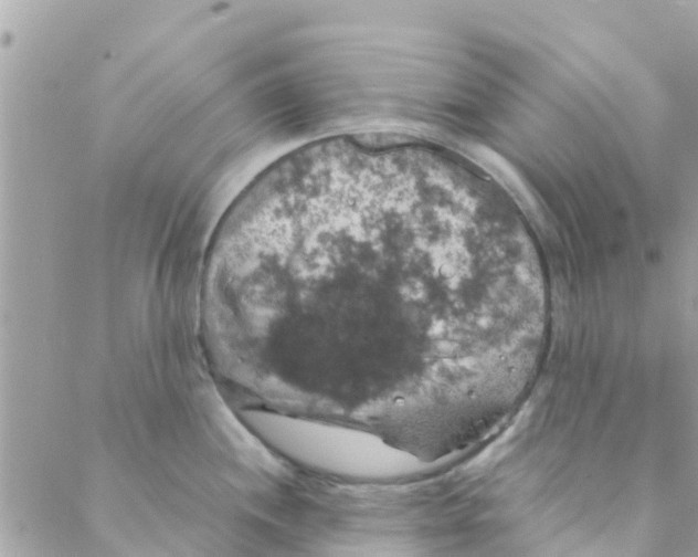 X0000088231244200706121848