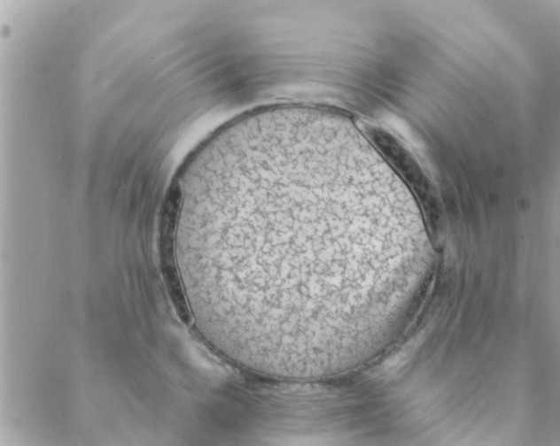 X0000088231336200706121846