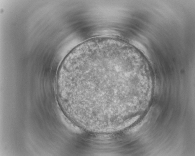 X0000088231338200706121846