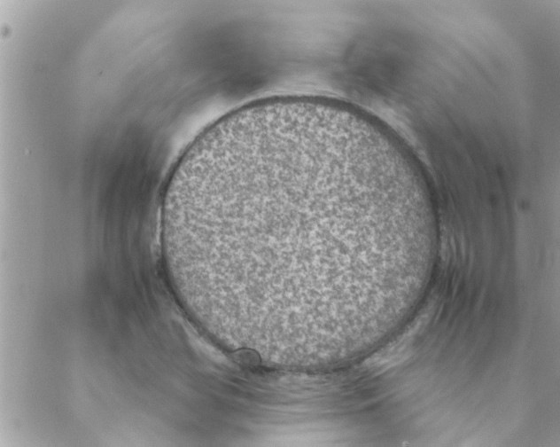 X0000088231366200706121845