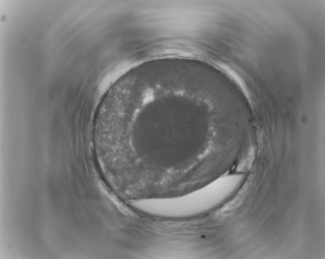 X0000088231373200706121845