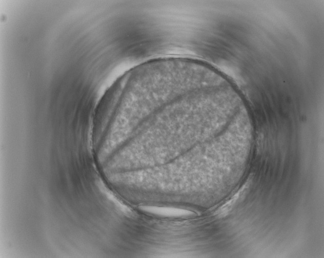 X0000088231374200706121845