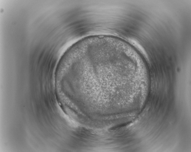 X0000088231380200706121845