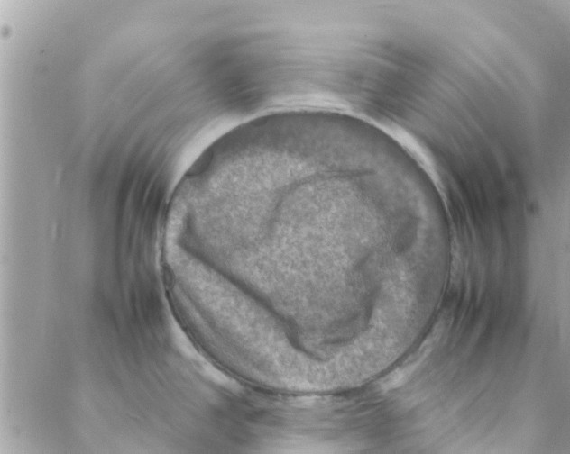 X0000088231390200706121845