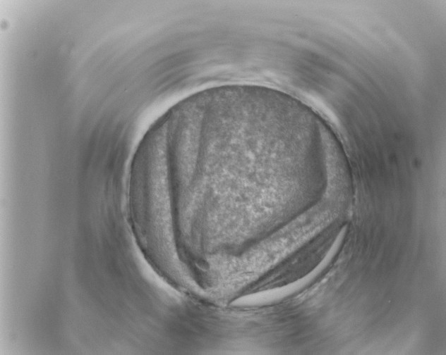 X0000088231528200706121843